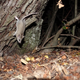 Image for article titled The Very Best Camera Trap Photography